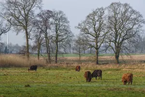 Several Highland cows grazing in a meadow surrounded by bare trees