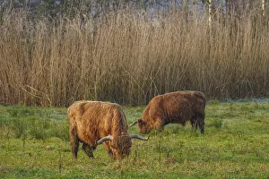Two Highland cows grazing in a meadow surrounded by tall reeds
