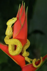 Highland Eyelash pitviper (Bothriechis schlegelii) rolled up around a flower