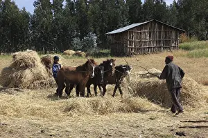 In the highlands of Abyssinia, in the Semien Mountains