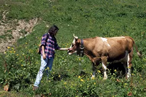 Hiker with cow on Mt. Fellhorn