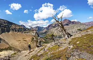 Hiker between dead trees, hiking trail to Scenic Point