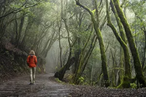 A hiker on a hiking trail in the cloud forest