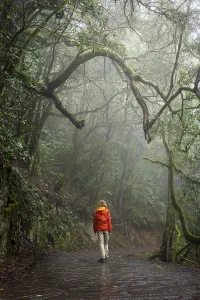 A hiker on a hiking trail in the cloud forest