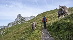 Hiker on hiking trail with cow