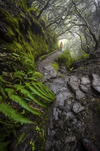 Hiker, Mystic forest with mist