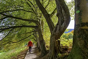 Hiker on the panorama trail, above Bad Kohlgrub