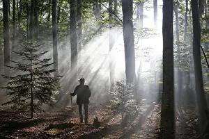 Hiker, rays penetrating the morning mist in Boisgrand Forest