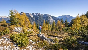 Hikers in the landscape, larch forest in autumn