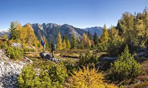 Two hikers in the landscape, larch forest in autumn