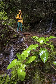 Hikers on a path in the forest