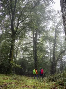 Hikers, Robledal de Ucieda, Saja-Besaya natural park