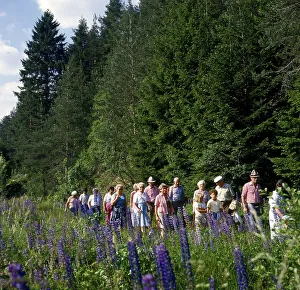 Hiking group in the Black Forest
