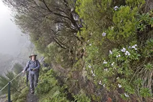 Hiking along Levada da Serra, Madeira