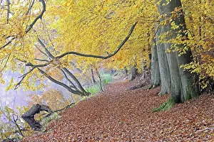 Hiking trail with autumn-coloured beech trees (Fagus)