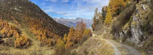 Hiking trail and autumnal larch forests