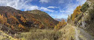 Hiking trail and autumnal larch forests