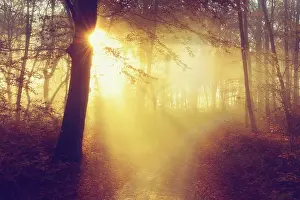 Hiking trail through beech forest in autumn