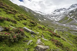 Hiking trail between blooming alpine roses