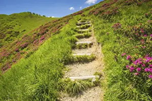 Category Mountain Landscapes Prints: Hiking trail through blooming alpine roses (rhododendron)