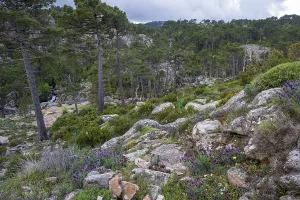 Hiking trail to the Cascade de Piscia di Gallo waterfall