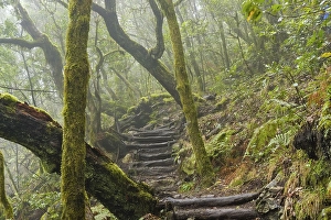 Hiking trail in the cloud forest