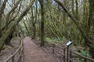 Hiking trail in the cloud forest