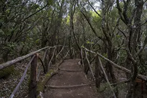 Hiking trail in the cloud forest