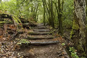 Hiking trail in the cloud forest