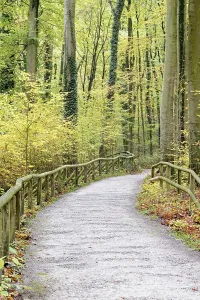 Hiking trail through Common beeches (Fagus sylvatica)