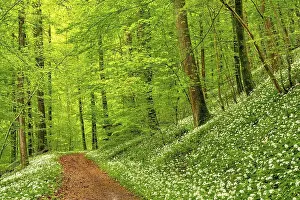 Hiking trail through Common beeches forest (Fagus sylvatica)