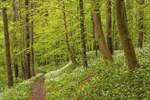Hiking trail through Common beeches forest (Fagus sylvatica)