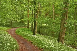 Hiking trail through Common beeches forest (Fagus sylvatica)