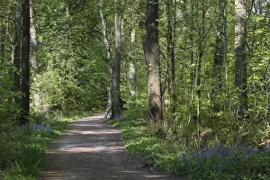 Hiking trail through deciduous forest