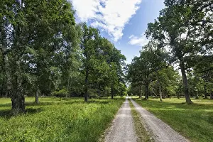 Hiking trail through deciduous forest