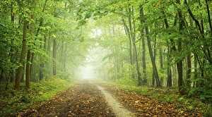 Hiking trail through deciduous forest with fog in autumn