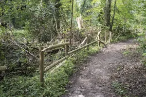 Hiking trail through dense green forest with damaged wooden fence