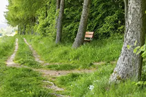 Hiking trail at the edge of a forest with bench for resting