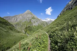 Hiking trail in a flower meadow