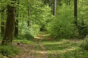 Hiking trail, forest, beech, backlight