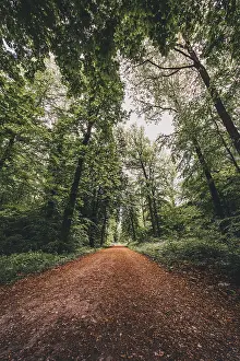 Hiking trail in the forest in the Deister near Hanover