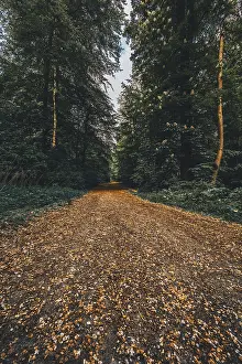 Hiking trail in the forest in the Deister near Hanover