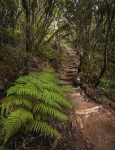Hiking trail in the forest with fern