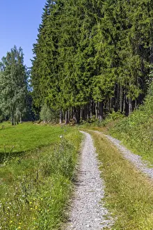 Hiking trail through the forest in summer