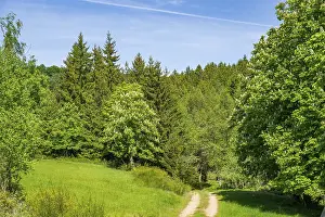 Hiking trail going through the landscape beside a forest next to a meadow old hunts by Turn