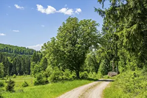 Hiking trail going through the landscape beside a forest next to a meadow old hunts by Turn
