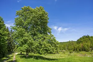 Hiking trail going through the landscape beside a forest next to a meadow old hunts by Turn