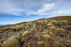 Hiking trail, Kepler Track, Great Walk