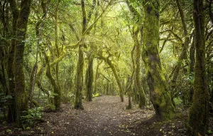 Hiking trail in the laurel forest