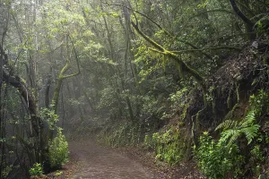 Hiking trail in the laurel forest